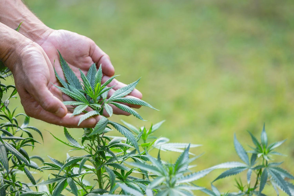 Arta tăierii Cannabis: Ghid de tehnici și îngrijire-Canapuff