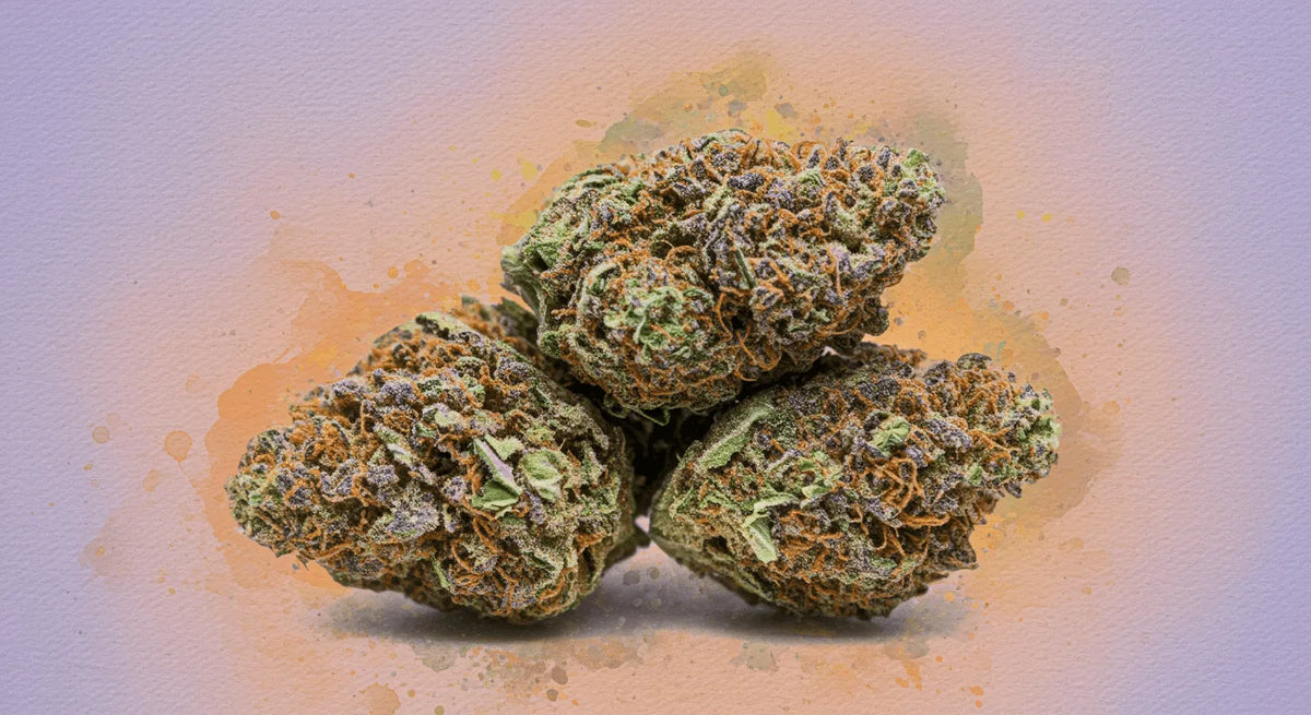 Vše o Gelato: Podrobný průvodce legendárním Strainem Cannabis