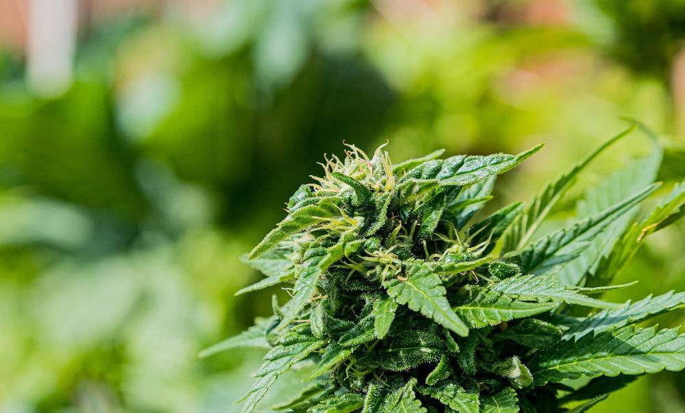 Comestíveis de THC: Benefícios, Segurança e Melhores Variedades para Jogar - Canapuff