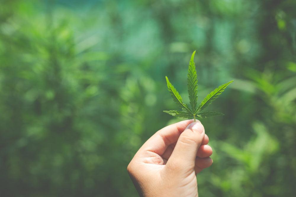 Feuille de Cannabis