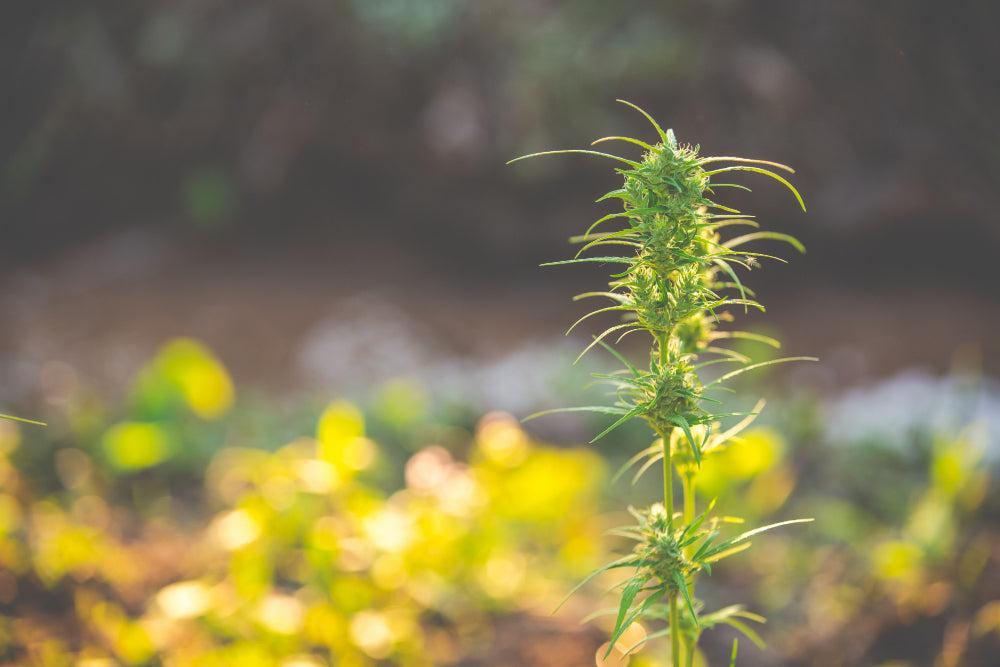 Cannabisplante