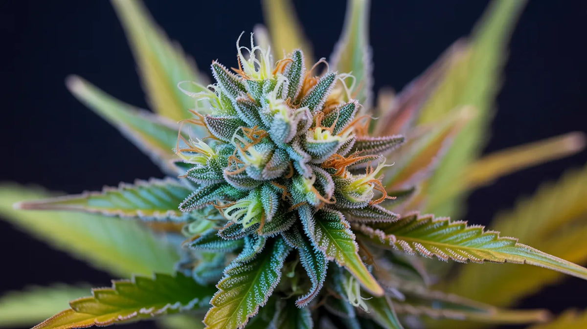 Georgia Pie Strain: Et stykke himlen eller bare hype?