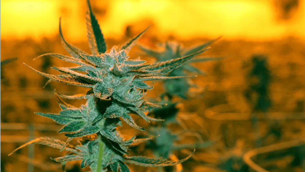 Descubre la Strain Alien Runtz: Sabor y Efectos Únicos