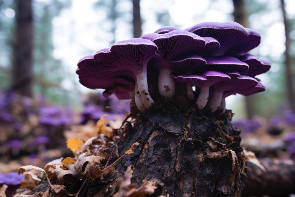 Champignons magiques : bienfaits, risques et guide d’utilisation en toute sécurité-Canapuff
