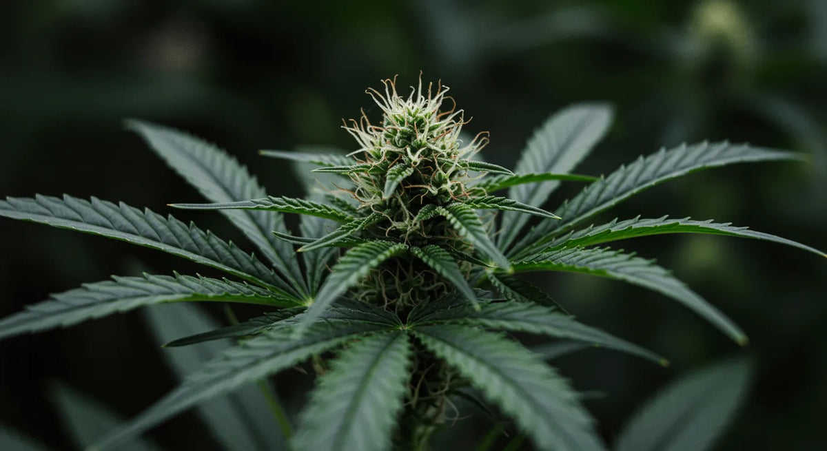 T9HC Cannabinoid: Das Rätsel um diese neue synthetische Verbindung entschlüsseln