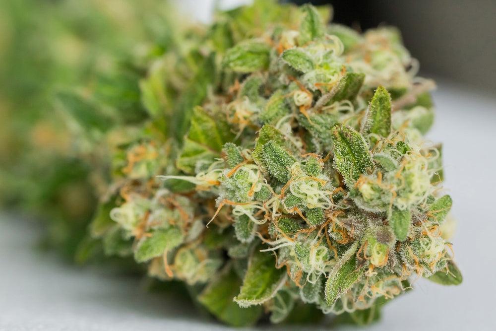 THCV Gummies: Voordelen, Dosering en Kwaliteitstips-Canapuff