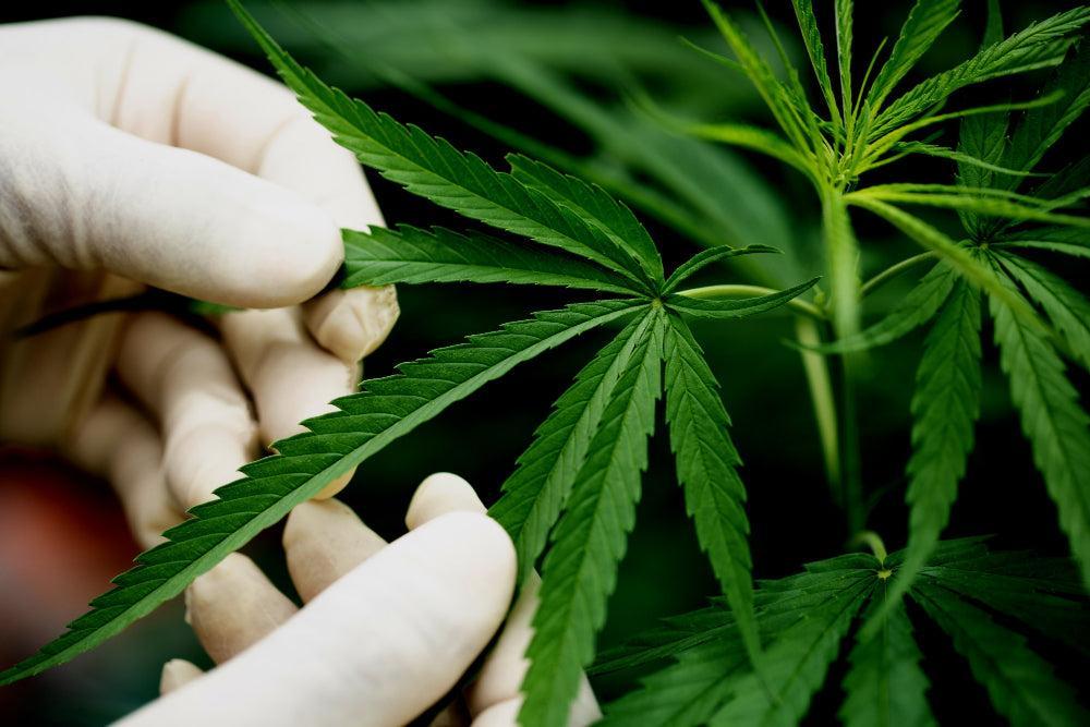 Φύλλα Cannabis