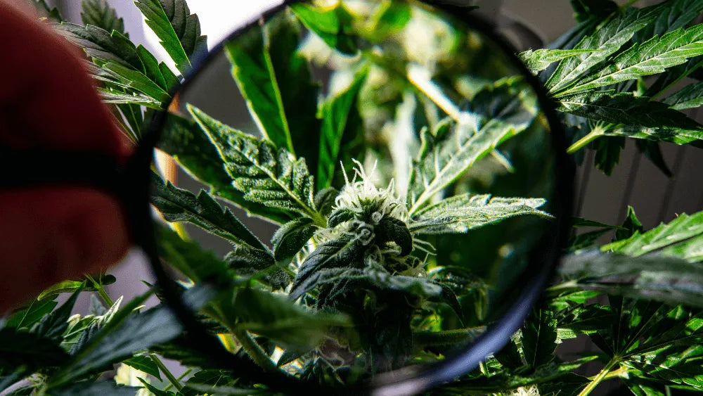THC-B Voordelen en Risico's