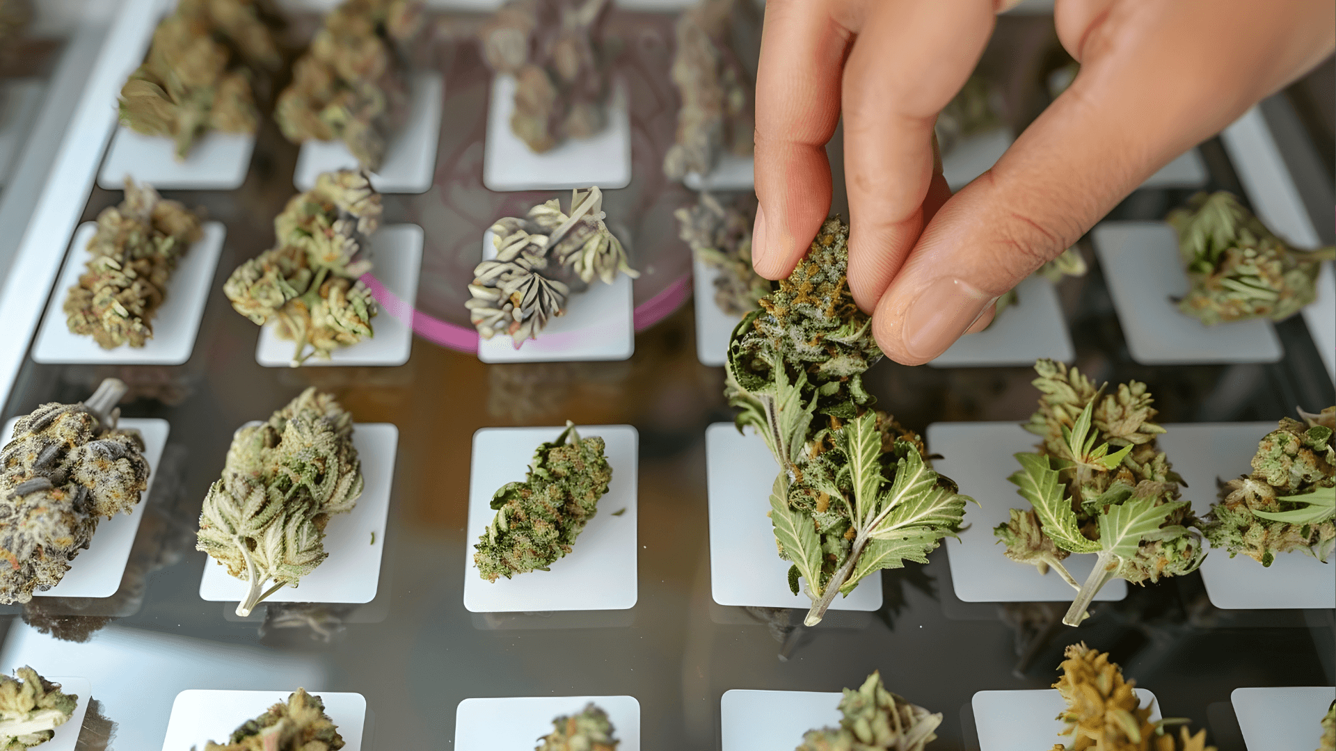 Kup Cannabis v Hamburku