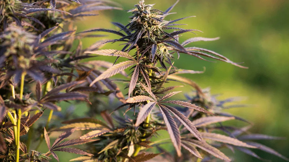 Efekty i korzyści THC-JD