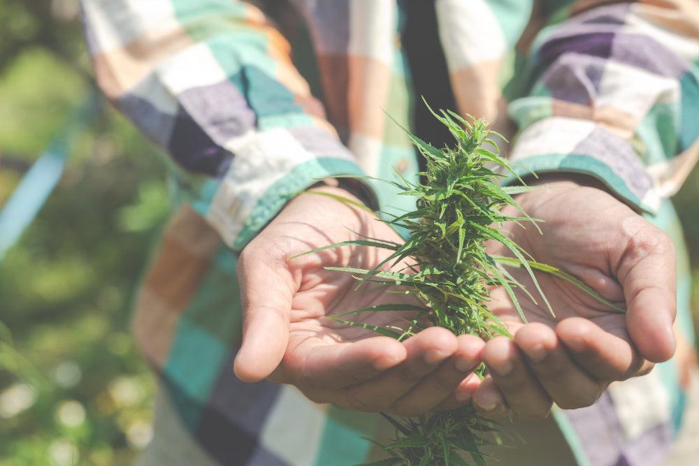 Ultimate Cannabis Product Guide | Choose the Best-Canapuff