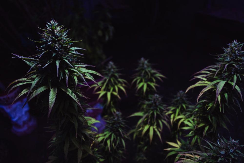 Mejores consejos para plantar y almacenar semillas de Cannabis-Canapuff