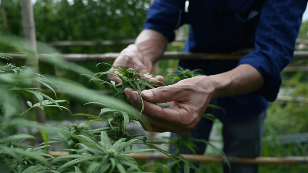 Verhoog je oogst met Cannabis Lollipopping