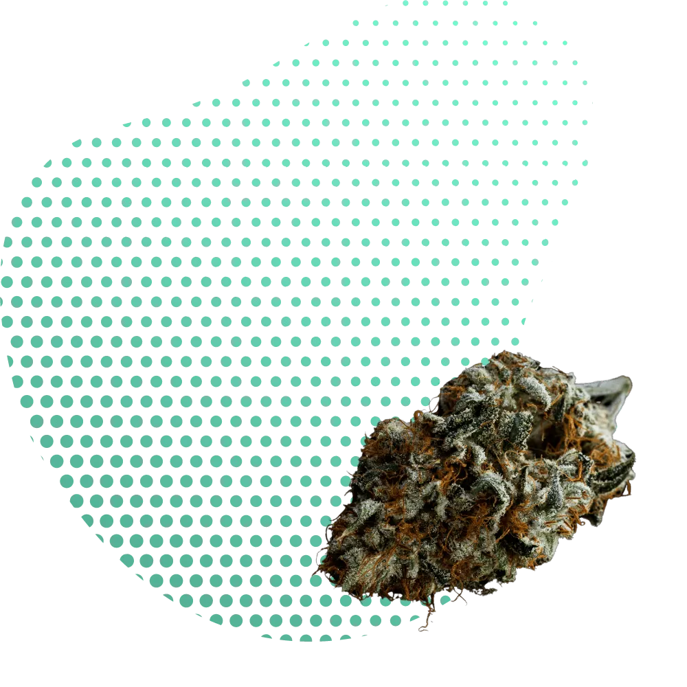 10-OH-THC Flowers